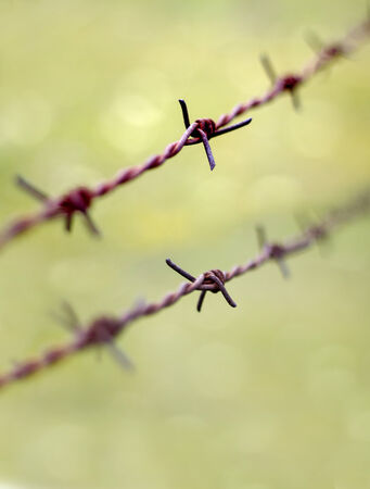 Old rusty barbed wire on a green backgroundの写真素材