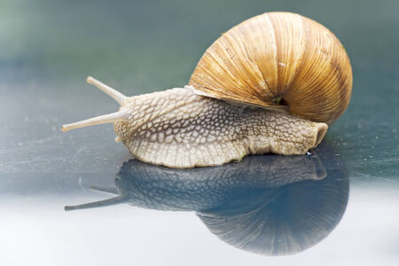 Garden snail crawling on a green backgroundの写真素材