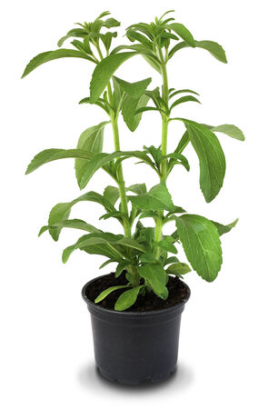 Stevia Rebaudiana in the Flower Pot isolated の写真素材