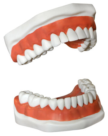 New medical Dentures isolated on a white background の写真素材