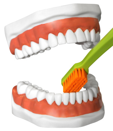 The model of the human jaw with teeth and toothbrush, Isolated with Clipping Pathの写真素材