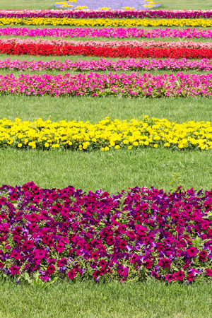 Yellow and red flower in the garden as a backgroundの写真素材