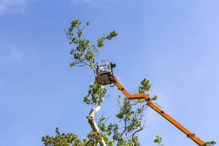 A worker with a chainsaw trimming the tree branches on the high Hydraulic mobile platformの写真素材