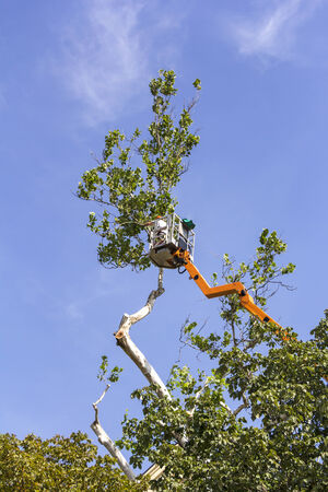 A worker with a chainsaw trimming the tree branches on the high Hydraulic mobile platformの写真素材