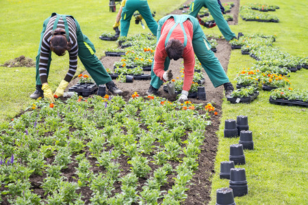 Women workers planted flowers into flower beds in in city parkの写真素材