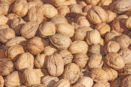 Pile of walnuts in shellsの写真素材