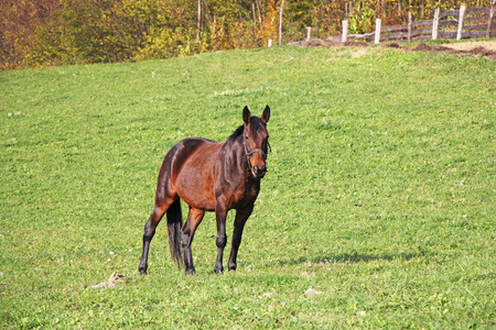 Brown young horse on a green meadowの写真素材