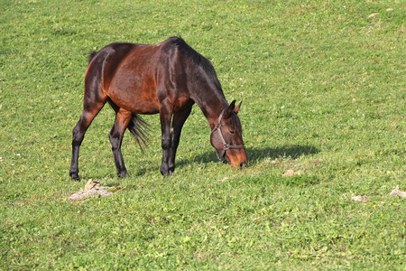Brown young horse on a green meadowの写真素材