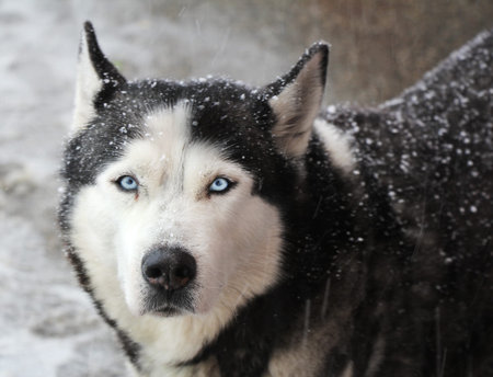 Portrait of dog husky in a snow on a winter day