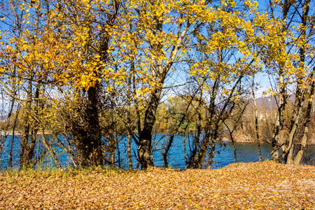 Colorful leaves on trees along lake in autumnの写真素材