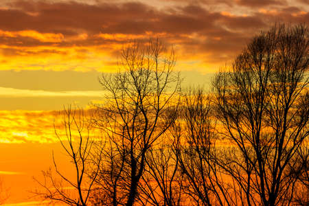 Dramatic colorful sky at sunset  with silhouette treesの写真素材