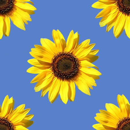Flower sunflower, as seamless backgroundの写真素材
