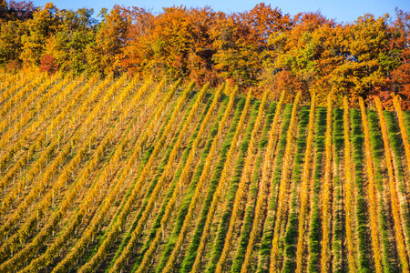 Beautiful vineyard Autumn Vineyards landscape with colorful leavesの写真素材