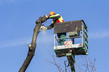 Worker with a chainsaw trimming the tree branches on the city park