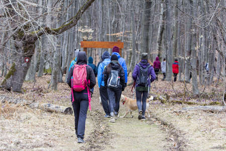 Group of young hikers  walking along the forest roadの写真素材