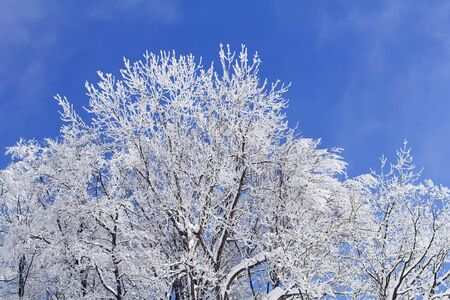 Trees with branches full of snow whit blue sky in background
の写真素材