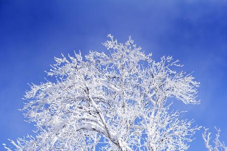 Trees with branches full of snow whit blue sky in backgroundの写真素材