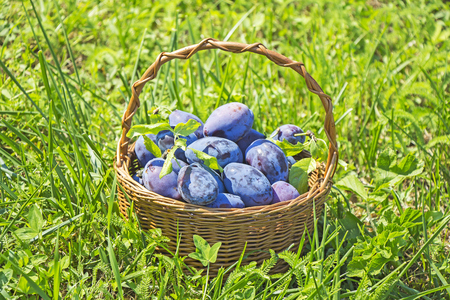 Plums in the wooden basket on green grassの写真素材