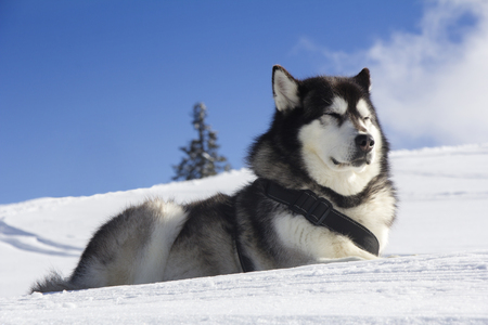Dog husk outdoors lies on the snowの写真素材