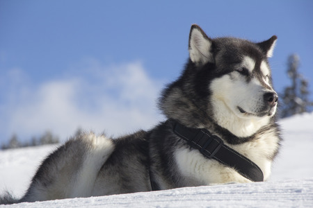 Dog husk outdoors lies on the snowの写真素材