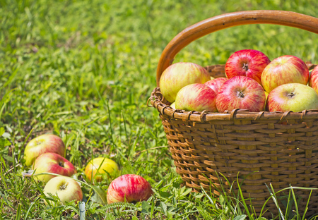 Freshly red apples in the wooden basket on green grassの写真素材