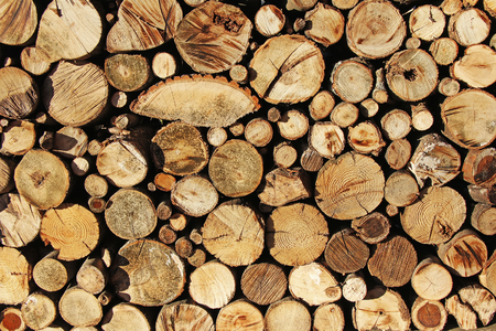 Stacked Logs, cut trees as backgroundの写真素材