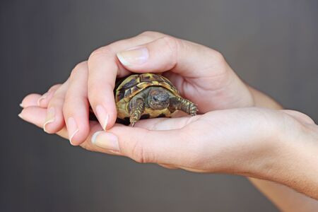 Small turtles, pet in the hands of a young girlの写真素材