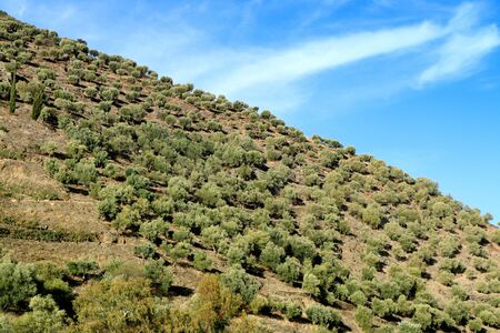 Big olive grove on a slope near Porto in Portugal
の写真素材