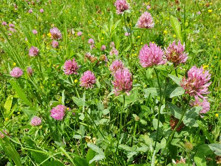 Red flower clovers on green leaf background の写真素材