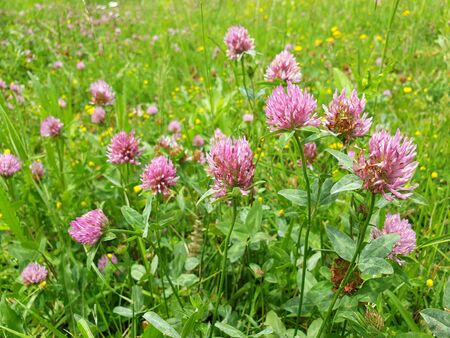 Red flower clovers on green leaf background の写真素材