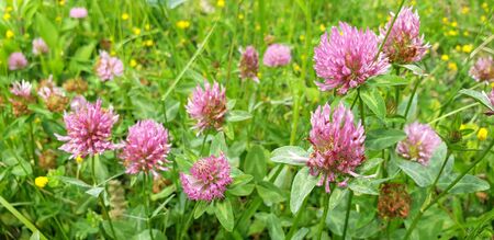 Red flower clovers on green leaf background の写真素材