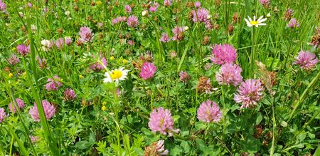 Red flower clovers on green leaf background の写真素材
