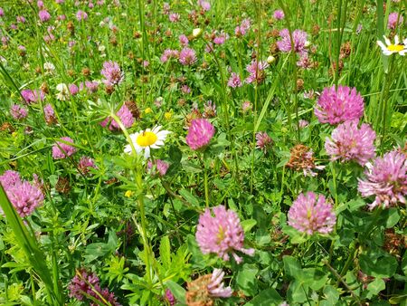 Red flower clovers on green leaf background 
の写真素材