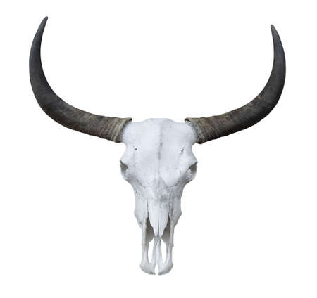 Buffalo head skeleton with long horns isolated on white backgroundの写真素材