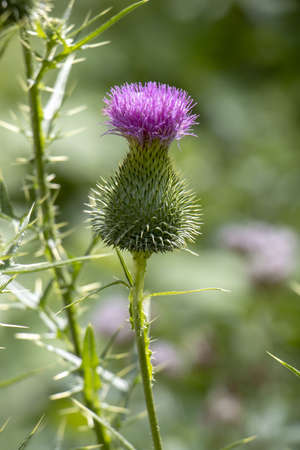 Burdock thorny purple flower, large herbaceous old world plant of the daisy familyの写真素材