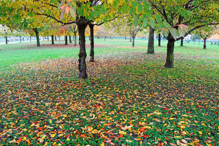 Autumn in city park with tress and colorful leaves on green grassの写真素材