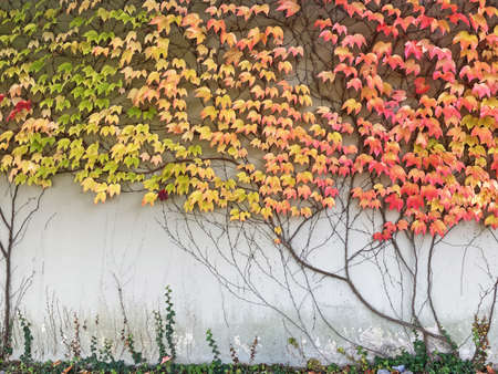 Gray wall covered with Autumn multicolored leaves backgroundの写真素材