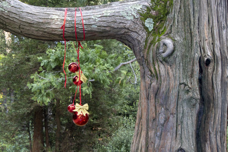 Christmas decoration with with red Christmas balls on a tree in a city parkの写真素材