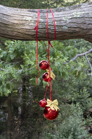 Christmas decoration with with red Christmas balls on a tree in a city parkの写真素材