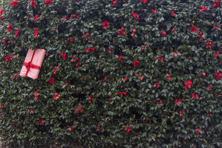 Christmas decorations on a tree in a city parkの写真素材