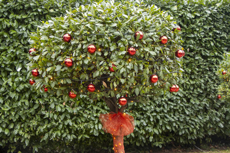Christmas decorations on a tree in a city parkの写真素材