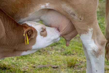 Brown cow and calf suckling in the meadowの写真素材
