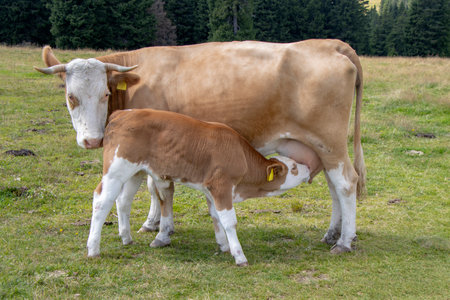 Brown cow and calf suckling in the meadowの写真素材