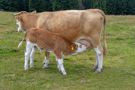 Brown cow and calf suckling in the meadowの写真素材