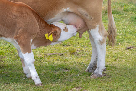 Brown cow and calf suckling in the meadowの写真素材