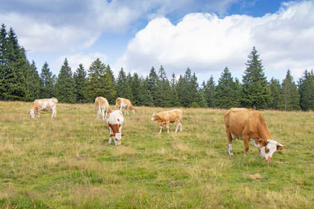 Group cows in the meadow graze the grassの写真素材