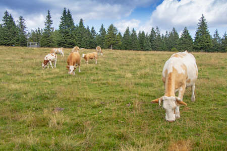 Group cows in the meadow graze the grassの写真素材
