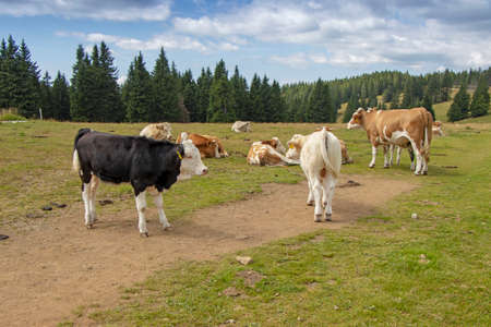 Group cows in the meadow graze the grassの写真素材