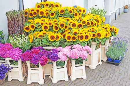 Sunflowers on sale at street marketの写真素材