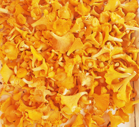 Close-up of Fresh yellow chanterelle or girolle mushrooms as backgroundの写真素材